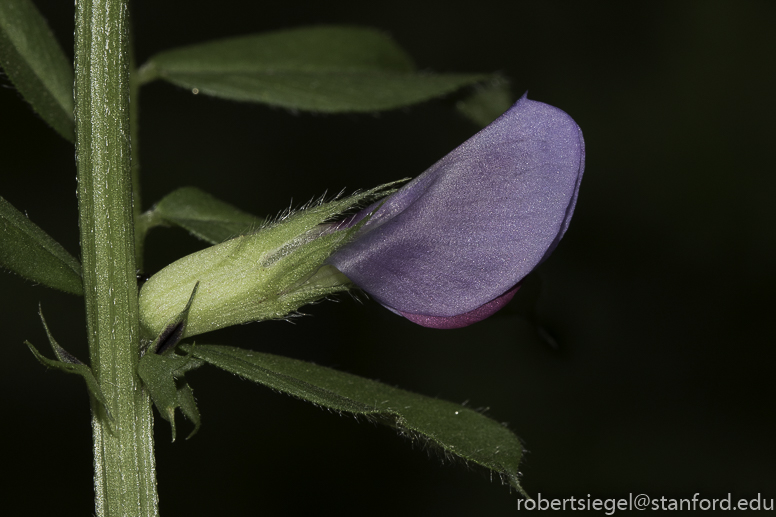 stanford bioblitz2019